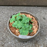 Alchemilla Mollis 'Auslese'