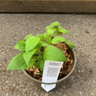 Campanula 'Sarastro' - 3ltr