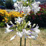 Agapanthus 'Twister'