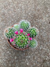 Cactus - flowering Mix (12cm)