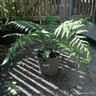 Dicksonia Antarctica 4L