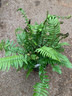 Fern Dryopteris atrata - M+