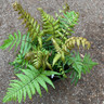 Fern Dryopteris lepidopoda - M+