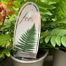 Fern Dryopteris atrata - S+