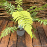 Fern Dryopteris atrata - S+