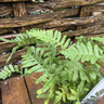 Fern Polypodium vulgare - S+