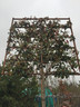 Pleached Photinia x fraseri 'Red Robin' 10/12cm girth