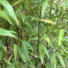 Phyllostachys nigra (Black Bamboo) 150/170cm