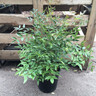 Nandina domestica - 10ltr