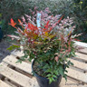 Nandina domestica - 10ltr