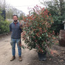 Photinia 'Red Robin' - 150/175cm