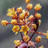 Acer platanoides 'Royal Red' (Norway Maple) - 6/8cm