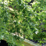 Acer saccharinum 'Pyramidale' (Silver Maple) - 6/8cm