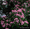 Crataegus 'Crimson Cloud' - 6/8cm girth