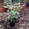 Elaeagnus 'Limelight' - 3ltr