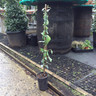 Hedera 'Gloire de Morengo' (Ivy) 60/80cm - 2ltr