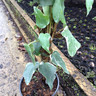 Hedera 'Gloire de Morengo' (Ivy) 60/80cm - 2ltr