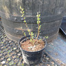 Philadelphus 'Manteau d'Hermine' (Mock Orange) 3ltr