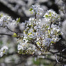 Pyrus calleryana 'Redspire' (Ornamental Pear) 8/10cm