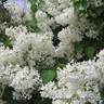 Syringa vulgaris  'Madame Lemoine' - 3ltr pot