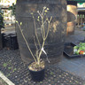 Syringa vulgaris  'Madame Lemoine' - 3ltr pot