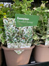 Euonymus 'Emerald Gaiety ' (p13)