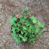 Geranium 'Johnson Blue'