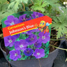 Geranium 'Johnson Blue'