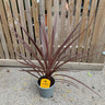 Cordyline 'Red Star' (p17)