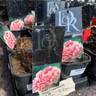 Paeonia 'Sarah Bernhard' (Peony)