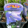 Campanula 'Takion Blue' 2ltr