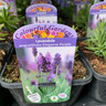 Lavandula 'Elegance Purple' 2ltr