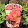 Papaver 'Champagne Bubbles'  (Poppy) 2ltr