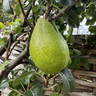 Pear 'Louise Bonne of Jersey' 3-4yr tree (Quince A) - Potted