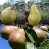 Family Pear 'Buerre hardy, Comice, Conference' 2/3yr tree (Quince A) Family Pear 'Buerre hardy, Comice, Conference' 2/3yr tree (Quince A)