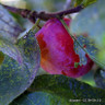Plum 'Opal' 2yr Bush tree (St Julian A rootstock)