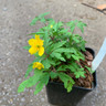 Anemone ranunculoides