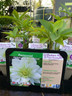 Helleborus x hybridu 'Double White' 1ltr