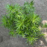 Choisya 'White Dazzler'
