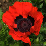 Papaver orientalis 'Beauty of Livermere'- 2ltr Pot (Poppy)