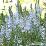 Veronica gentianoides - 2ltr