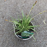 Carex oshimensis 'Evergold' (Grass) 2ltr