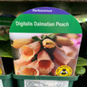 Digitalis 'Dalmatian Peach' - 9cm