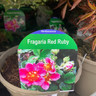 Fragaria 'Red Ruby' 2ltr