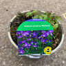 Geranium 'Mayflower' 2ltr