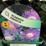 Scabiosa Perfecta