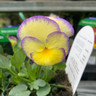 Viola cornuta 'Etain' 9cm pot