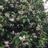 Trachelospermum jasminoides 'Star of Sicily' 3L