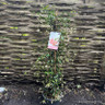 Trachelospermum jasminoides 'Star of Sicily' 3L