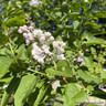 Syringa vulgaris 'Beauty of Moscow' 10ltr
